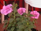 Picture 094