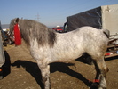 DSC08005