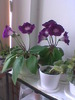 5.05.2010