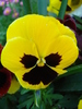 Swiss Giant Yellow Pansy (2010, May 02)