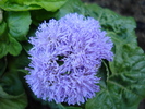 Ageratum houstonianum (2010, May 03)