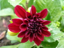 Dahlia Mignon (2010, May 06)