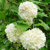 Viburnum