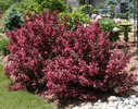 Weigela 2