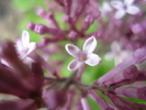 Syringa patula Miss Kim (2010, May 06)