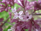 Syringa patula Miss Kim (2010, May 06)