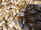DSC00267