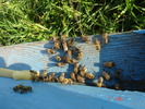 DSC00315