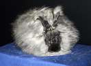 angora