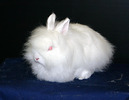 angora pitic