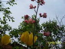 100_7031