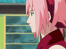 sakura-3