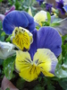 Matrix Morpheus pansy, 05may2010