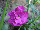 Dianthus x Allwoodii (2010, May 03)