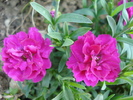 Dianthus x Allwoodii (2010, May 05)