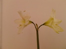 Fotografii-0007