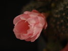 DSC08117