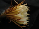 DSC08136