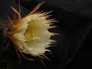 DSC08139