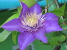 Clematis_Multi_Blue