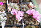 Gymnocalycium bruchii