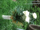 DSCF8393