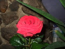 DSCF8395