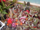 DSC07977