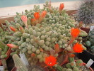 DSC07996