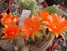 DSC08003