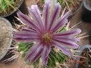 DSC08015