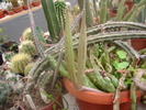 DSC08022