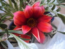 DSC01323