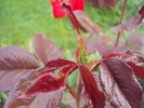 DSC01336