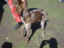 DSC04267