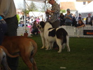 DSC04355