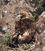 aquila_chrysaetos