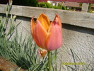 colorata