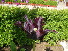 neagra franjurata