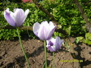 mov deschis