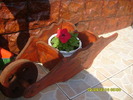 roaba cu petunia