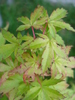 Acer palmatum Katsura (2010, May 04)