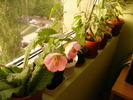 P1250932