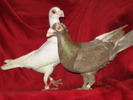 PERECHE 2009
