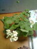 muscata galbena