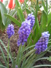 muscari 2010