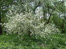 9 mai 2010 001