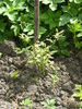 9 mai 2010 007