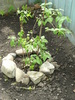 9 mai 2010 012
