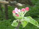 9 mai 2010 023